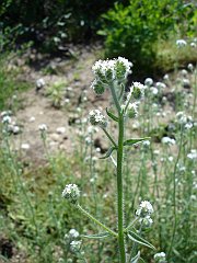 cryptantha intermedia